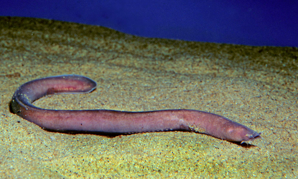 Myxine glutinosa Linnaeus, 1758